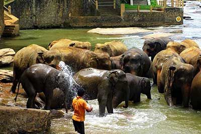 Pinnawala | walklankatours.com